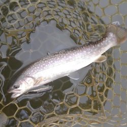 大安トラウトレイク 釣果